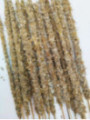 Calendula, Weißer Salbei und Heiligedelholz Stick. Einzeln erhältlich.