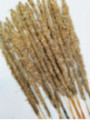 Lavendel, Weißer Salbei und Heiligedelholz-Stick. Einzeln erhältlich.