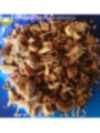 Esoterisches Kraut Enzianwurzel 30 Gramm.