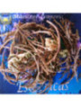 Esoterisches Kraut Rose Jerico. 14 bis 17 Gramm