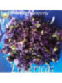 Esoterische Kräuter-Mauve-Blume. 500 Gramm