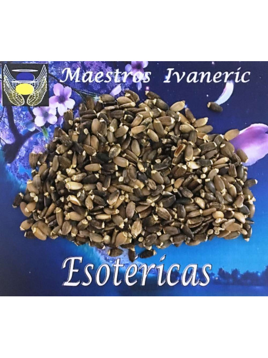 Esoterisches Kraut Mariendistel (Samen) 10 Gramm