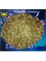 Esoterisches Kraut Birke 100 Gramm