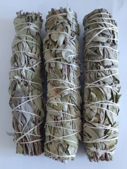 Angebot! Salbei Bündel 13-16 cm. ca. 10 Stück kaufen