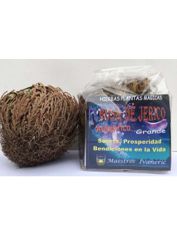 Rosen von Jericho 25 mittel und 25 groß