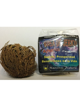 Kleine Rose Jericho. 20 + 5 Frei