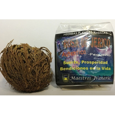Kleine Rose Jericho. 20 + 5 Frei